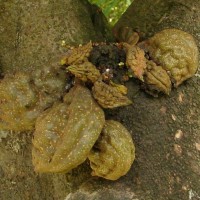 Cynometra cauliflora L.